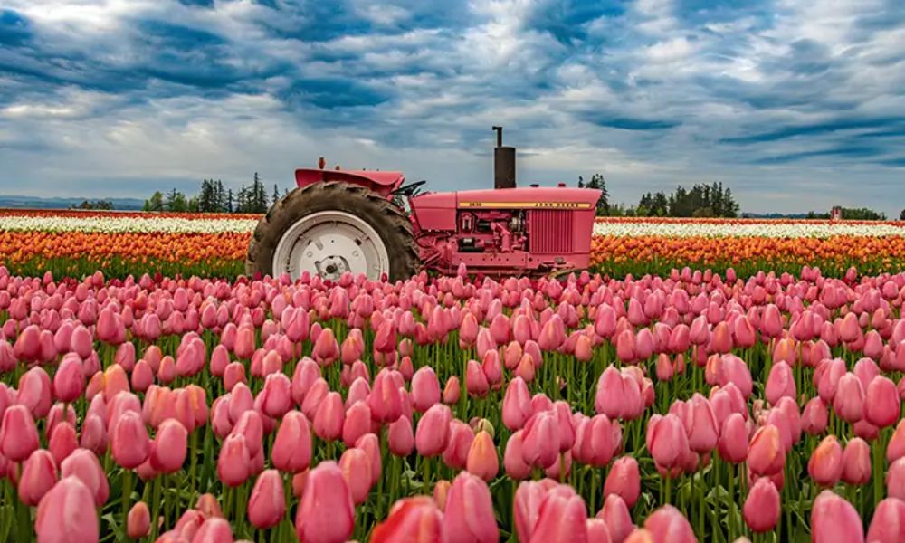 loài hoa nổi tiếng ở Mỹ