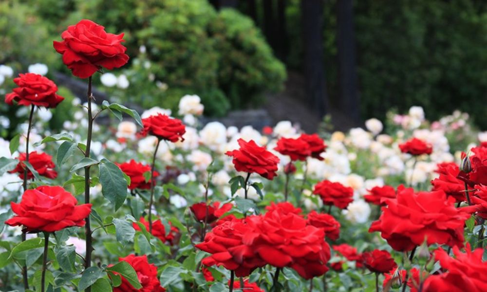 loài hoa nổi tiếng ở Mỹ