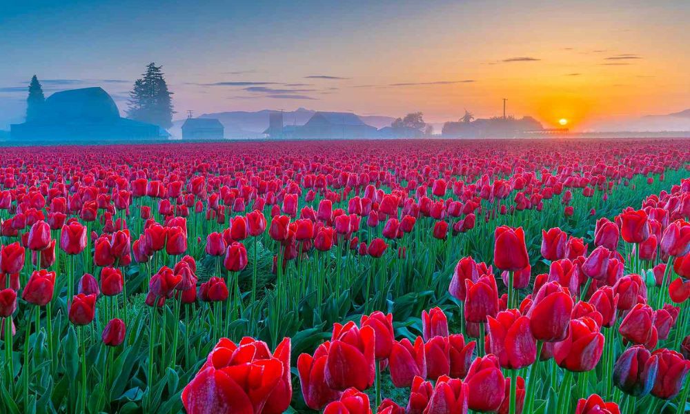 loài hoa nổi tiếng ở Mỹ