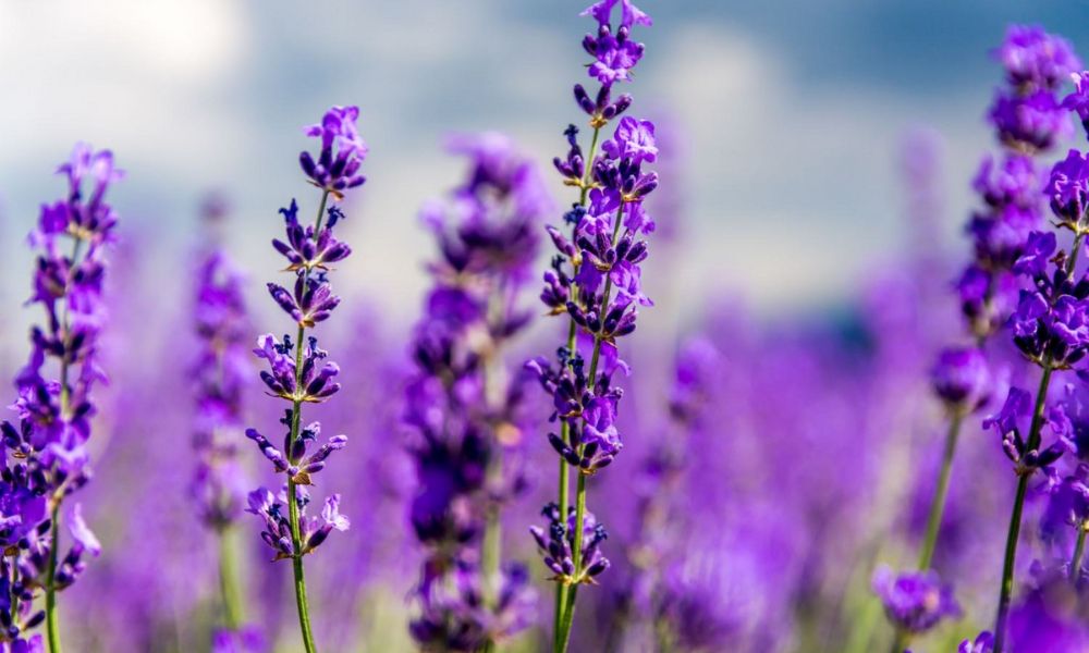 loài hoa nổi tiếng ở Mỹ