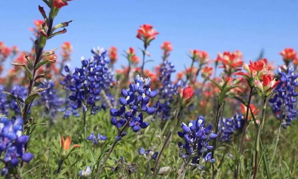 loài hoa nổi tiếng ở Mỹ