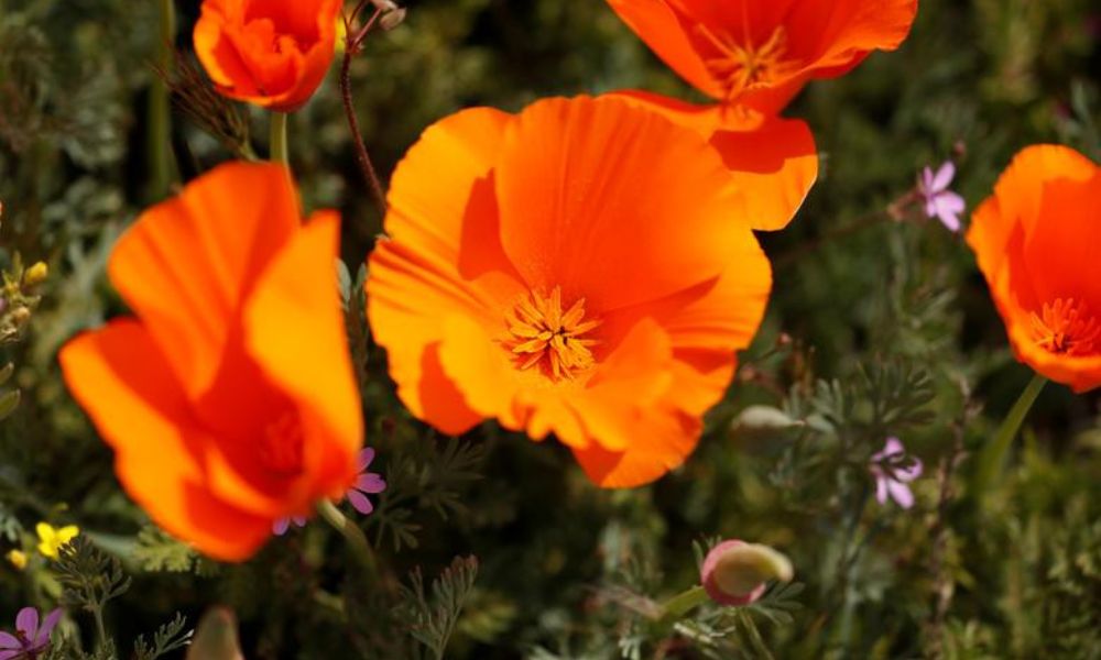 loài hoa nổi tiếng ở Mỹ