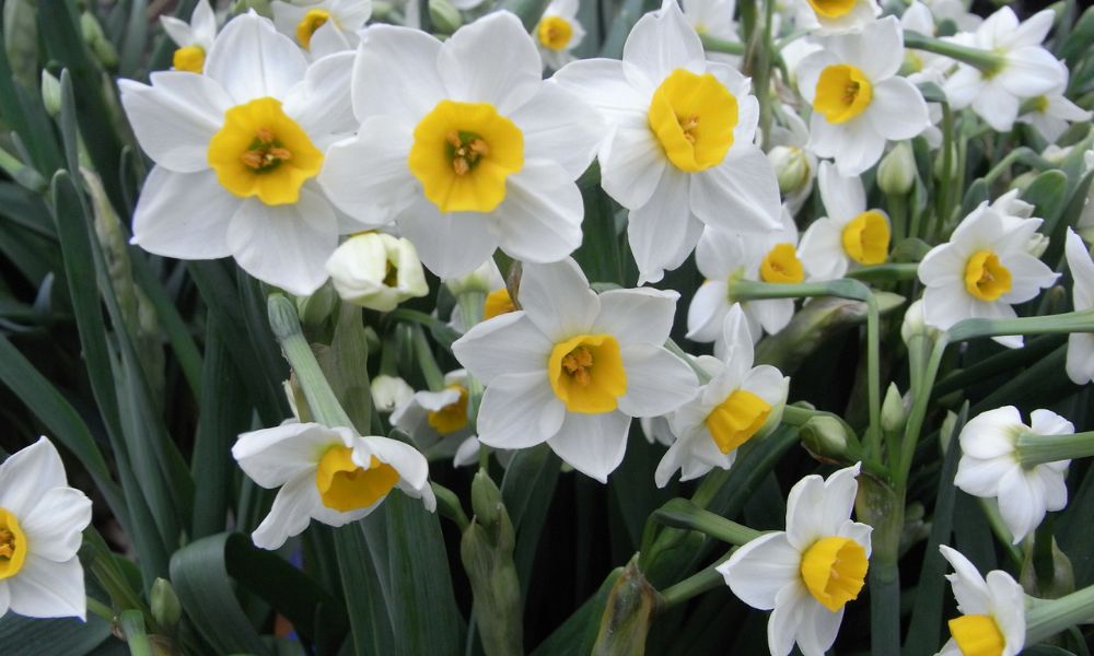 loài hoa nổi tiếng ở Mỹ