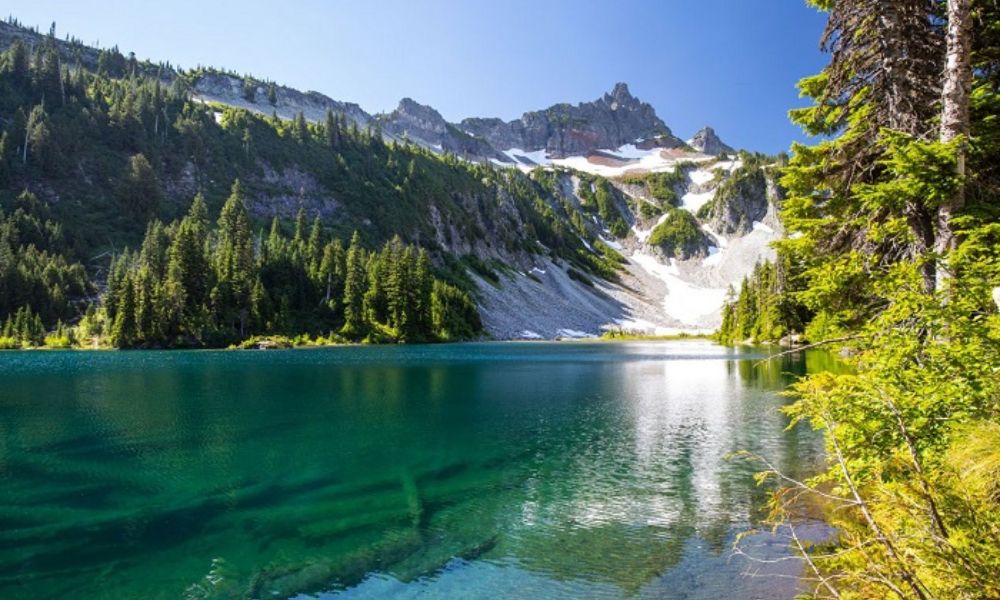 loài hoa nổi tiếng ở Mỹ