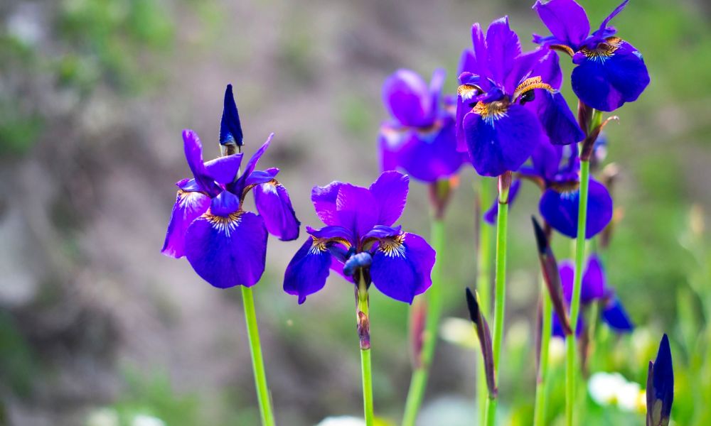 loài hoa tượng trưng cho hạnh phúc gia đình