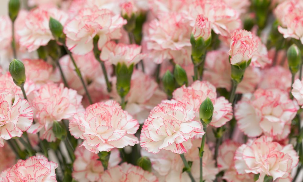 loài hoa tượng trưng cho hạnh phúc gia đình