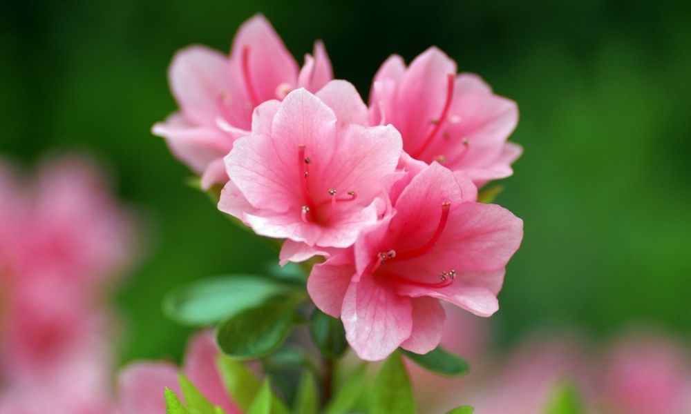 loài hoa tượng trưng cho hạnh phúc gia đình