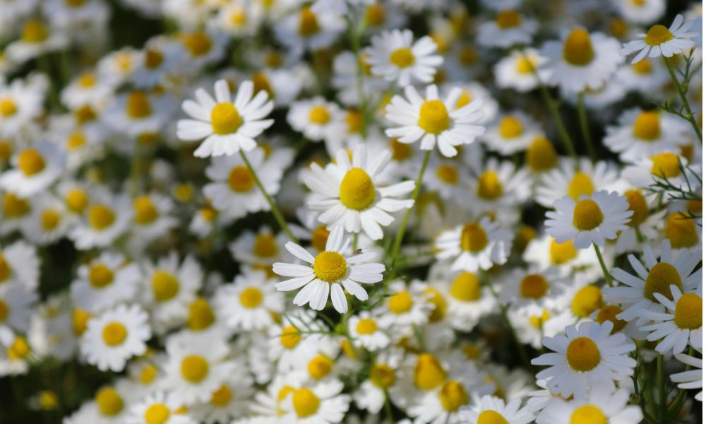 loài hoa tượng trưng cho hạnh phúc gia đình