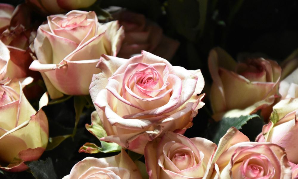 loài hoa tượng trưng cho hạnh phúc gia đình