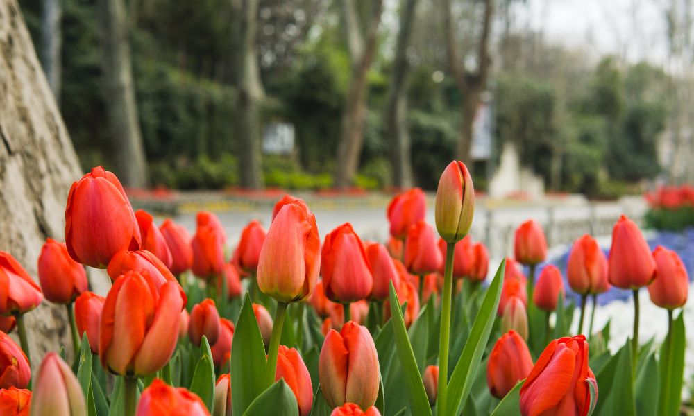 loài hoa tượng trưng cho hạnh phúc gia đình