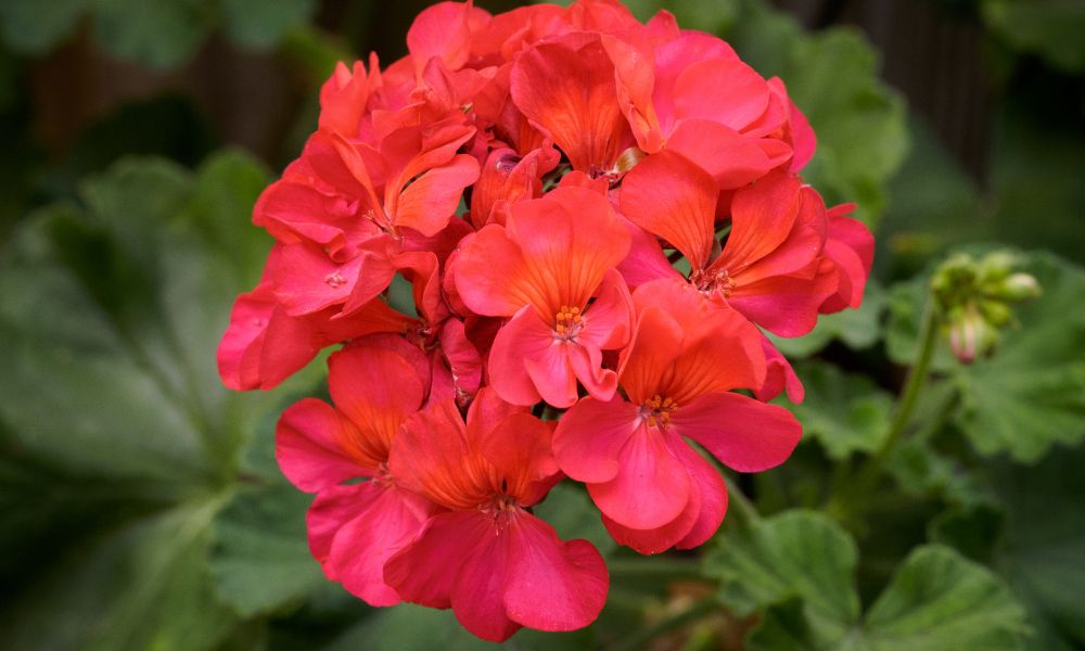 loài hoa tượng trưng cho hạnh phúc gia đình