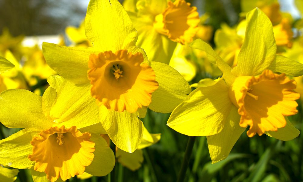 loài hoa tượng trưng cho hạnh phúc gia đình