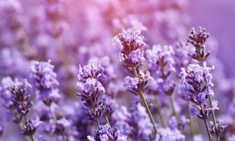 loài hoa tượng trưng cho sự bình yên