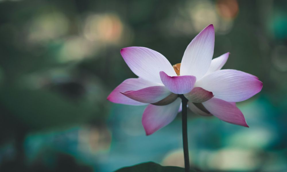 loài hoa tượng trưng cho sự bình yên