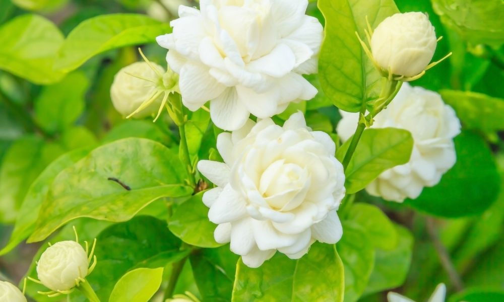 loài hoa tượng trưng cho sự bình yên