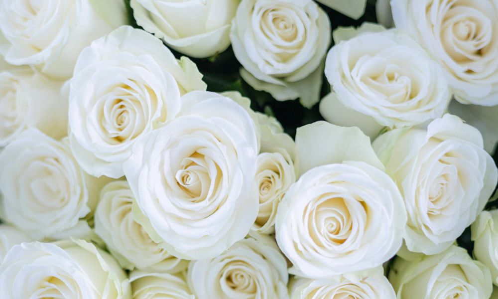 loài hoa tượng trưng cho sự bình yên