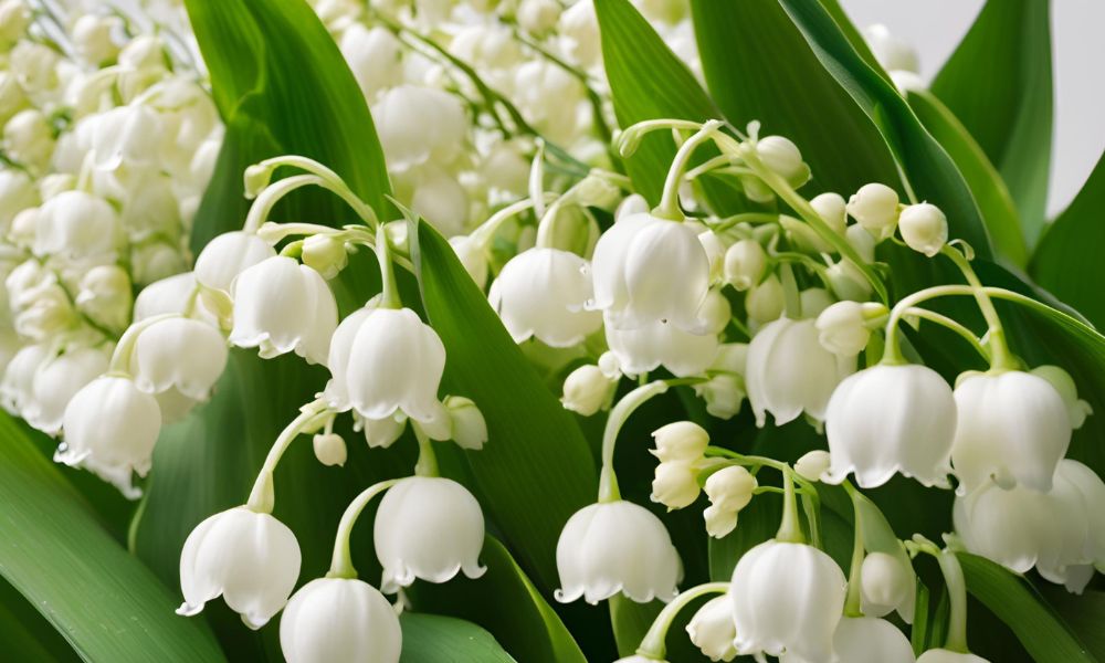 loài hoa tượng trưng cho sự bình yên