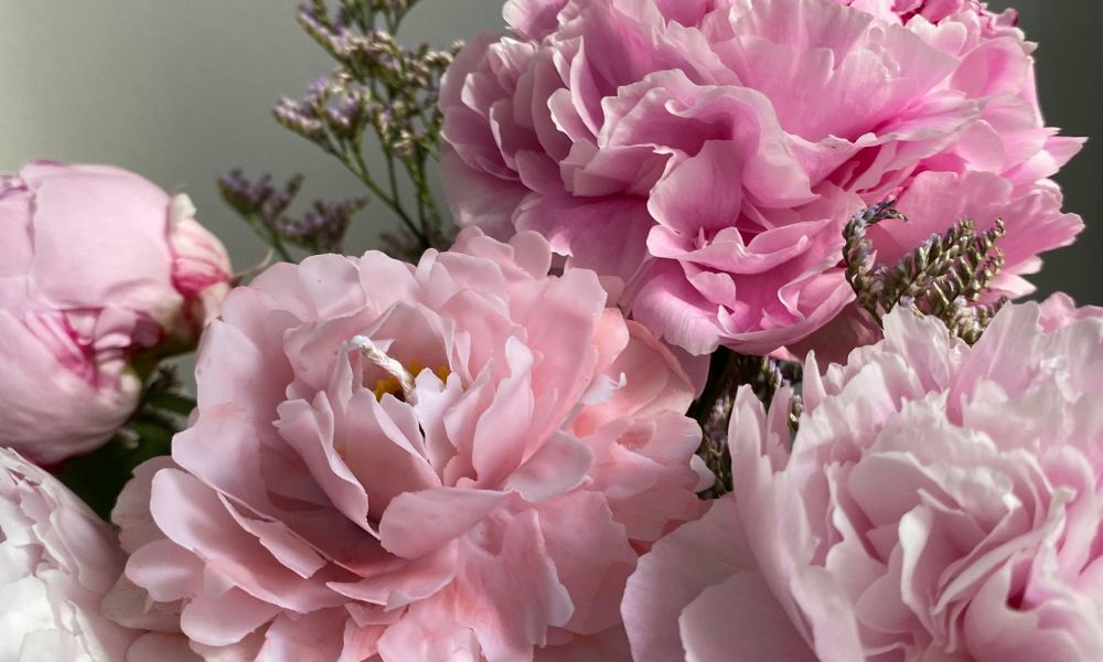 loài hoa tượng trưng cho sự bình yên