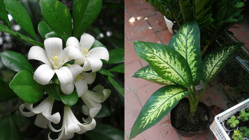 Top 15+ những loại hoa không cần ánh sáng mặt trời dễ trồng trong nhà