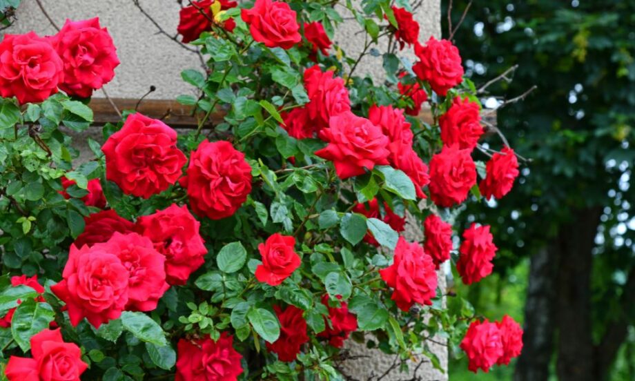 tên các loại hoa hồng leo pháp