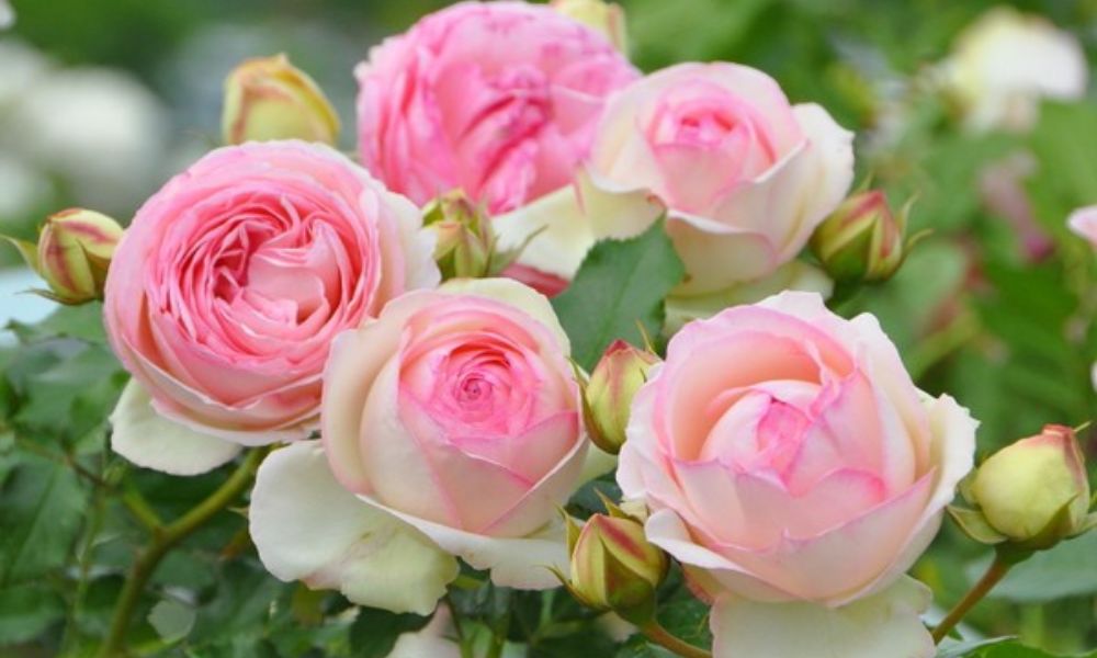 tên các loại hoa hồng leo pháp