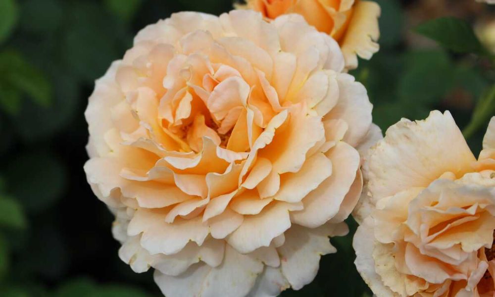 tên các loại hoa hồng leo pháp