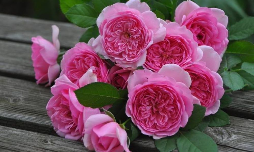 tên các loại hoa hồng leo pháp