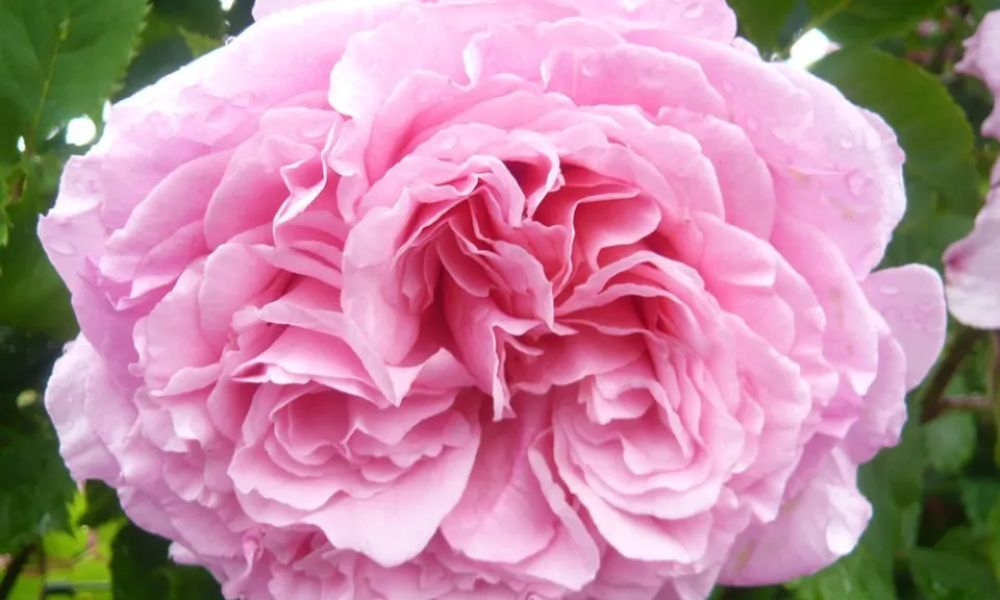 tên các loại hoa hồng leo pháp