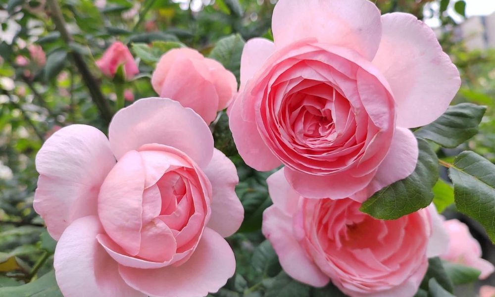 tên các loại hoa hồng leo pháp