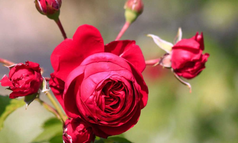 tên các loại hoa hồng leo pháp