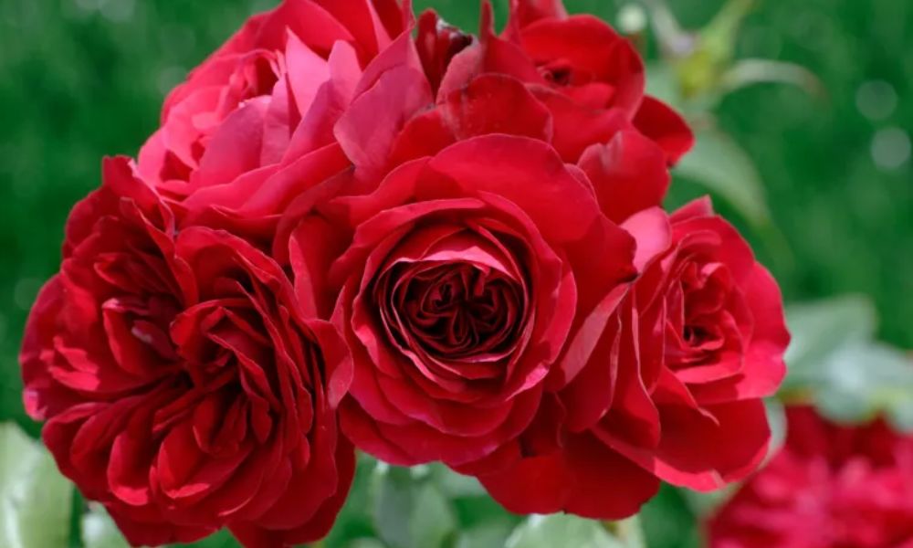 tên các loại hoa hồng leo pháp