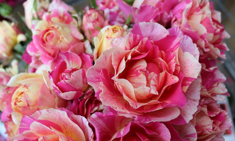 tên các loại hoa hồng leo pháp