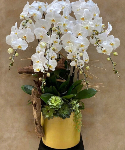 Chậu Lan Hồ Điệp Trắng Nghệ Thuật / PURE ELEGANCE WHITE PHALAENOPSIS