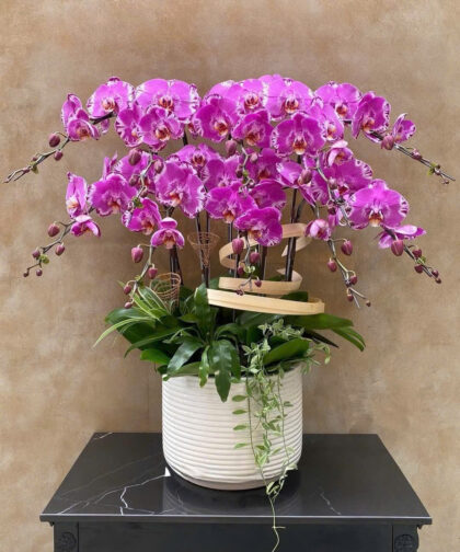Lan Hồ Điệp Tím / Premium Purple Phalaenopsis Orchid