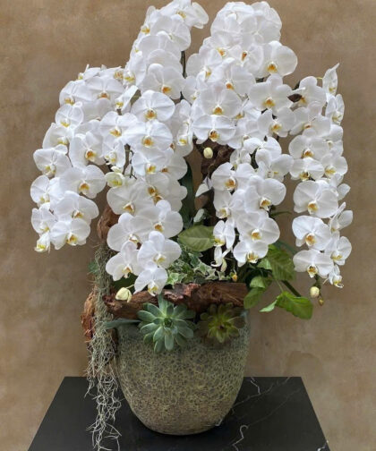 Lan Hồ Điệp Trắng Sang Trọng / Elegant White Phalaenopsis