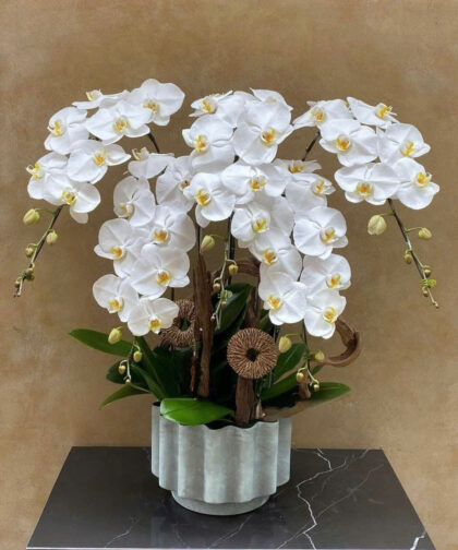 Chậu Lan Hồ Điệp Trắng / White Phalaenopsis Orchid Arrangement