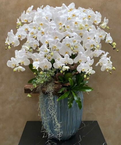 Chậu Lan Hồ Điệp Trắng Nghệ Thuật / Luxury White Phalaenopsis Orchid Pot