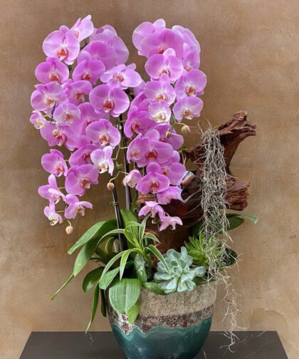 Chậu Lan Hồ Điệp Hồng / Pink Phalaenopsis Orchid Pot