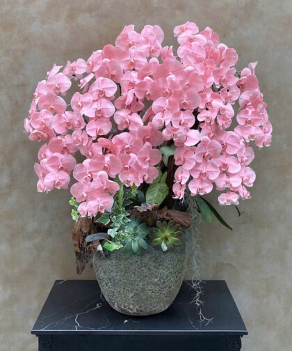 Lan Hồng Điệp Hồng / Pink Elegance Orchid Arrangement