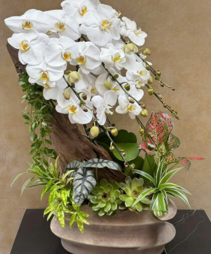 Lan Hồ Điệp Trắng / White Serenity Orchid Arrangement