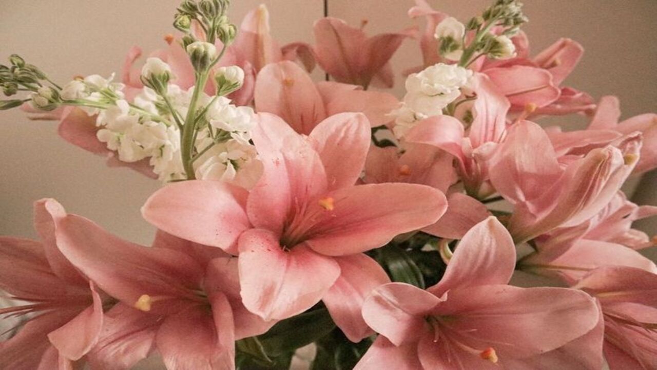 Popular flowers for Valentine’s Day