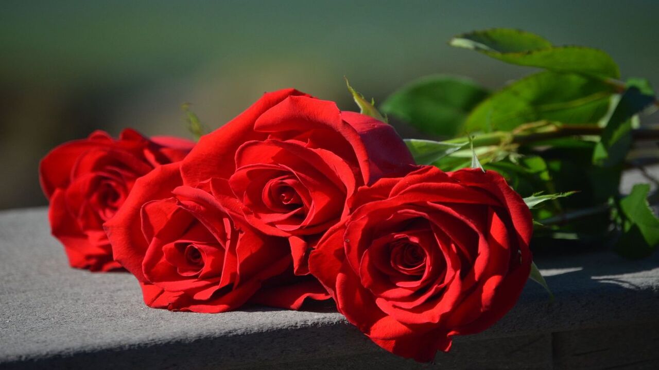 Hoa hồng Valentine 