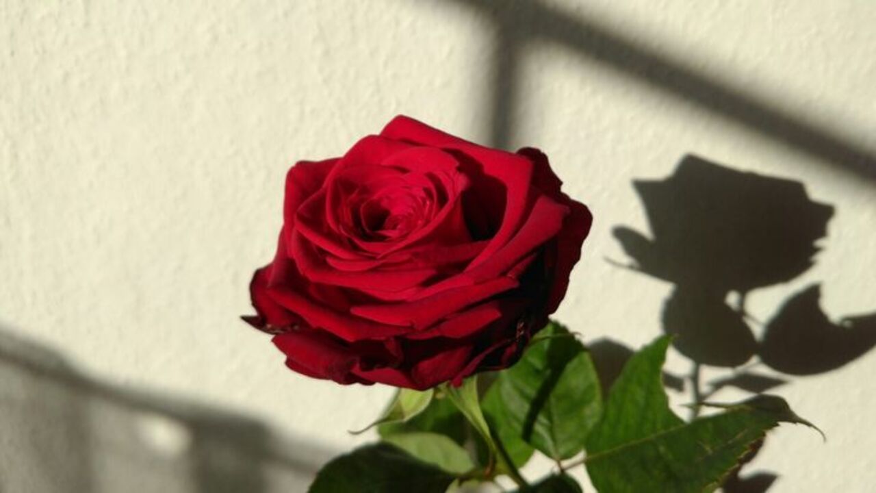 Các mẫu hoa Valentine được ưa chuộng tại TP.HCM