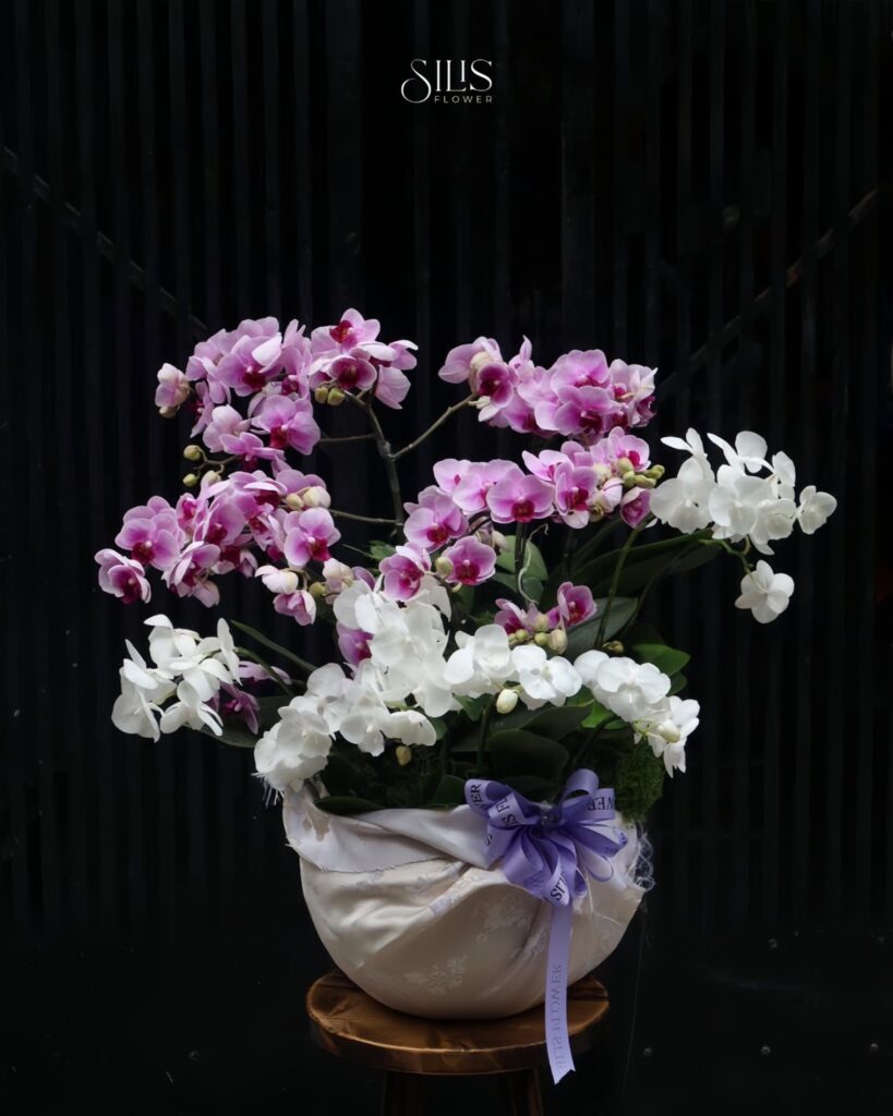 Lan hồ điệp quý phái là lời chúc sức khỏe dồi dào dành tặng mẹ.