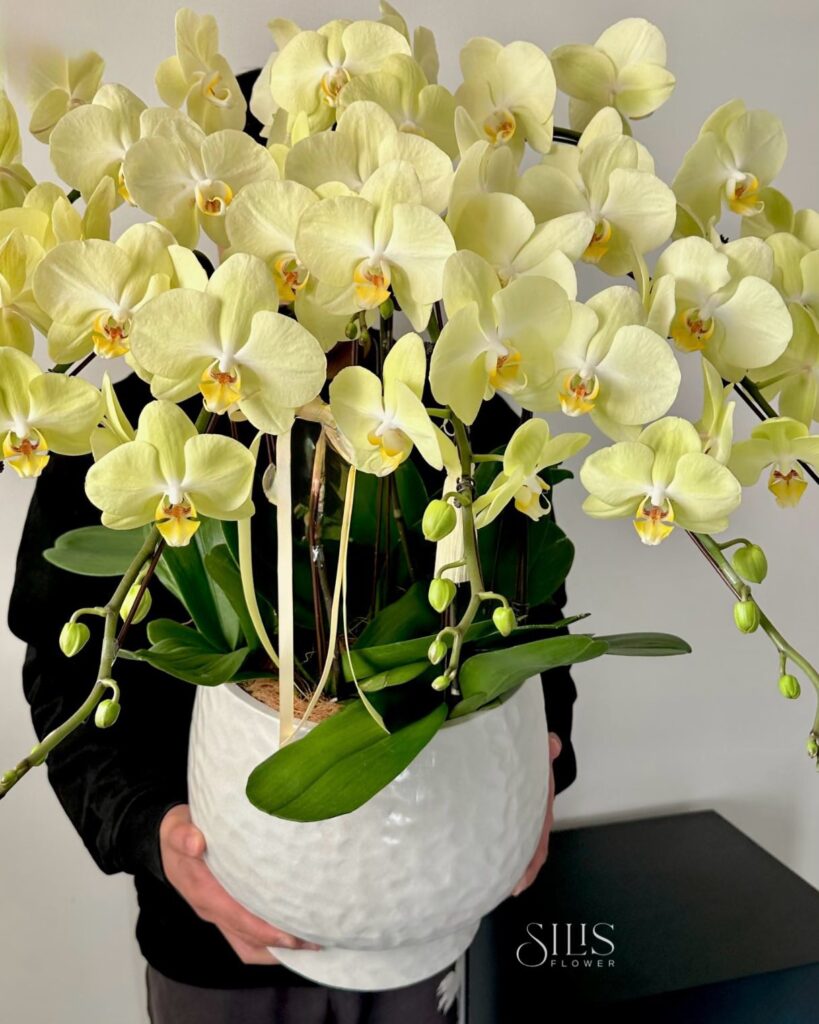 Hoa cẩm chướng thể hiện sự kính trọng và tình cảm chân thành của học trò.