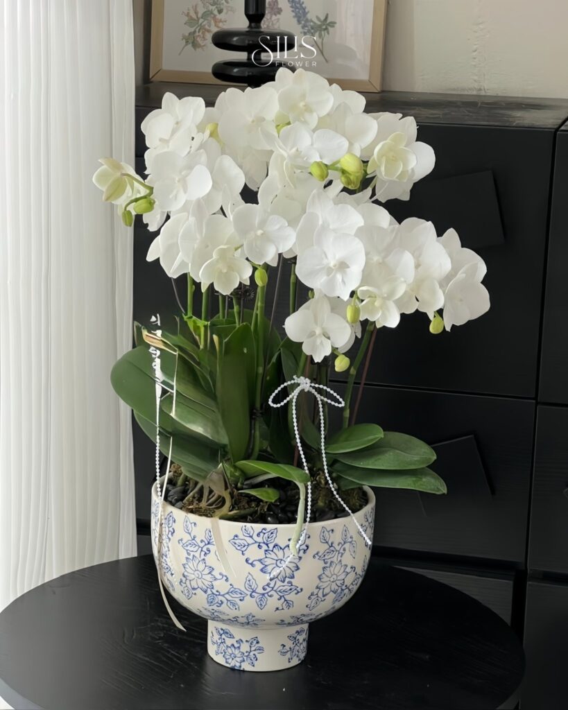 Lan Hồ Điệp tượng trưng cho sức khỏe và cuộc sống an yên.