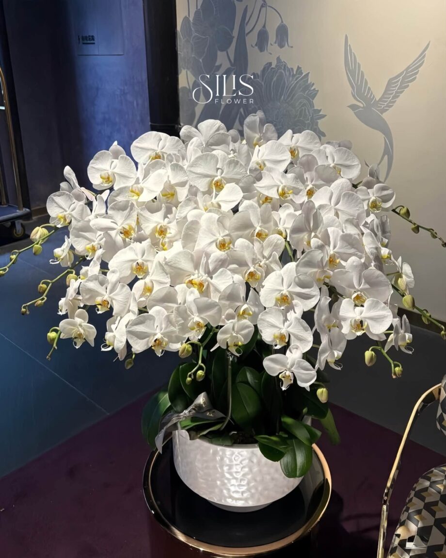 lẵng hoa lan đẹp ch&uacute;c mừng sinh nhật